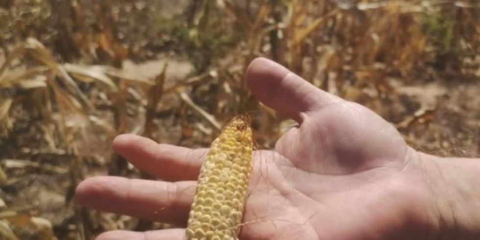 Chaco: La ausencia de lluvias pone en apuros a productores 