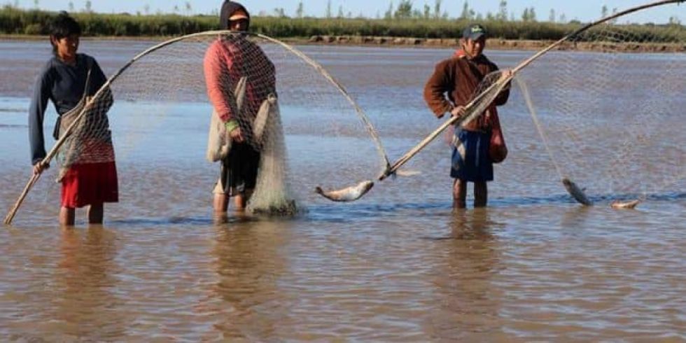 Tarija: Cardúmenes de sábalo llegan al río Pilcomayo; pueblo Weenhayek espera que se levante la veda pesquera