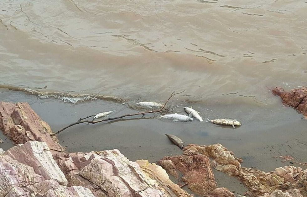 Peces muertos en el río Pilcomayo y senderos preocupa a las autoridades  
