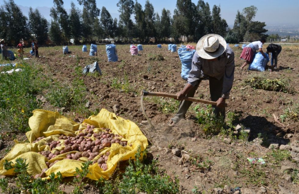 Fortalecerán la producción de papa en Méndez 