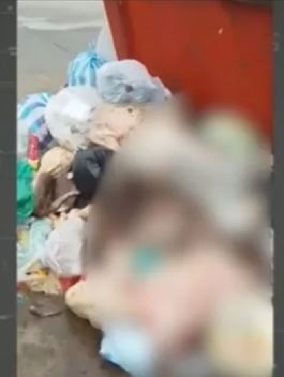 Hallan al menos 20 animales decapitados en la zona del nuevo mercado Abasto