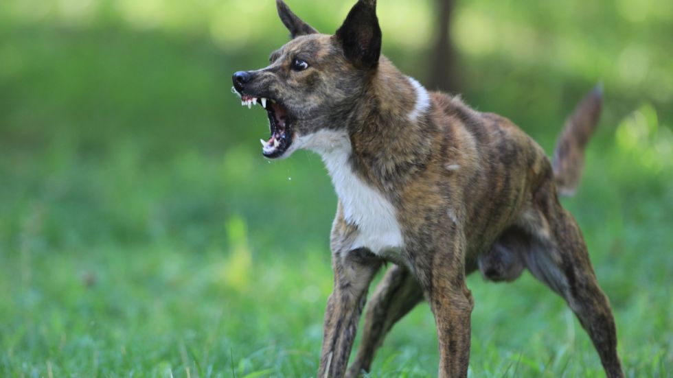 Niña de 3 años quedó con el rostro desfigurado tras ser atacada por su perro