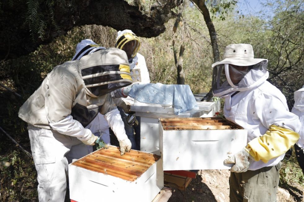 Comunarios de Sella Cercado sacan primera cosecha de miel
