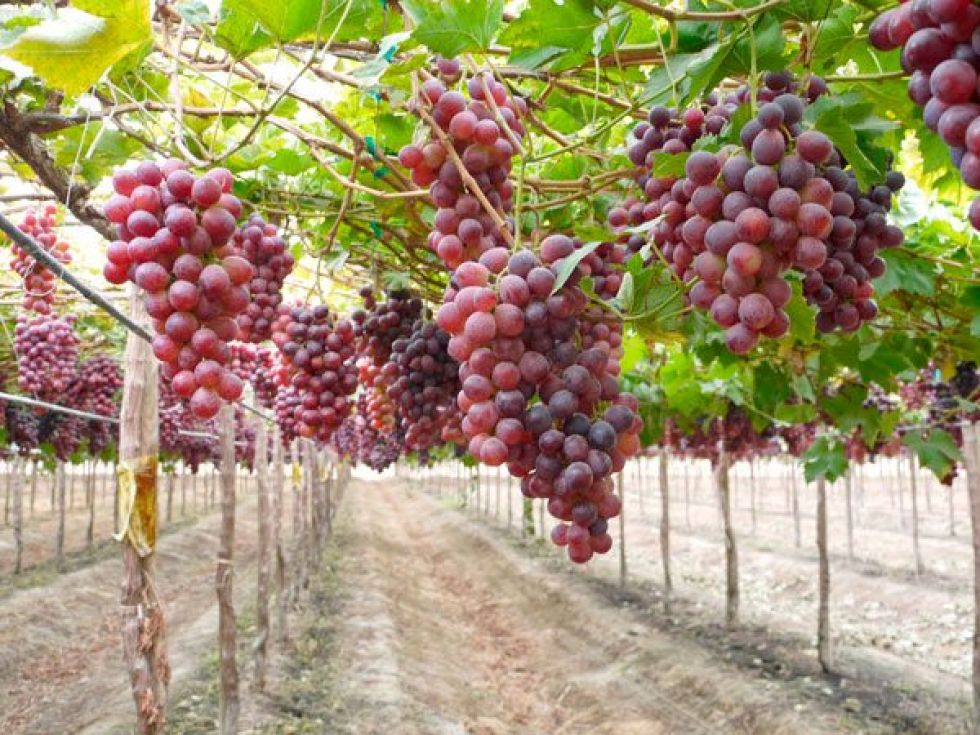Las bajas temperaturas en Tarija benefician la producción de uva 