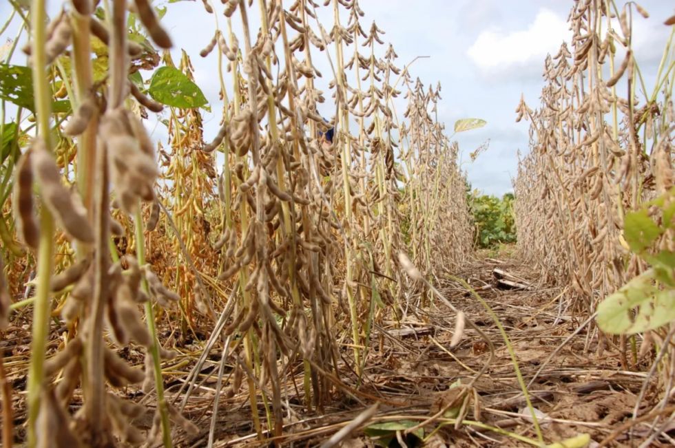 Agrícolas del Chaco reportan baja producción de granos