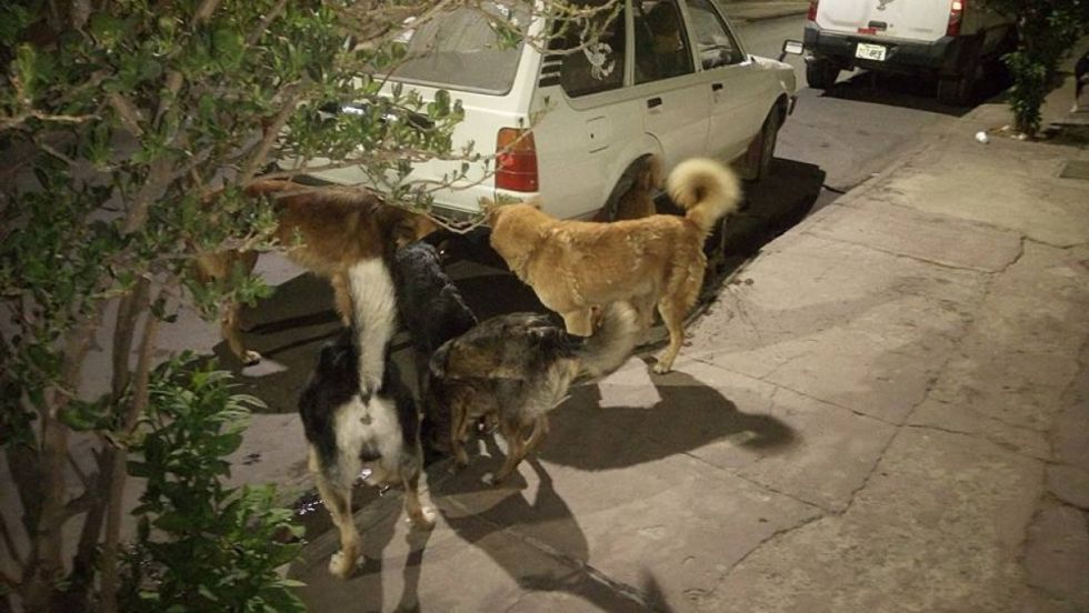 Tarija: Inician campaña para proteger a los canes del frío