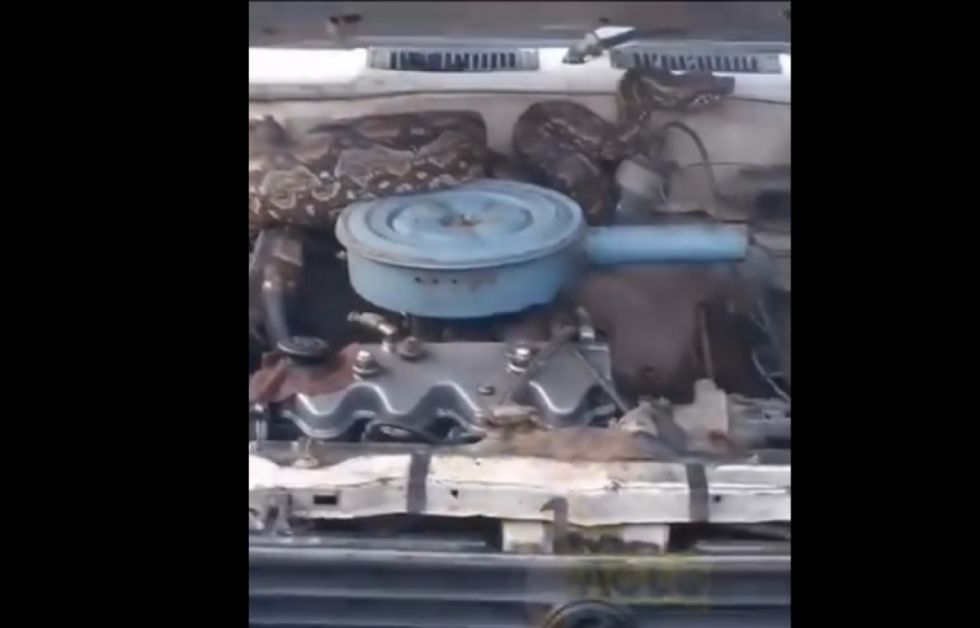 Villa Montes: chofer paseaba por la ciudad y una víbora salió del motor de su auto (VIDEO)
