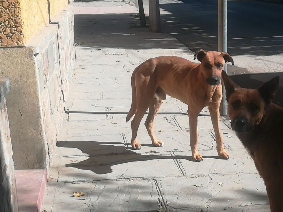 Tarija: Activistas fabricarán casas para canes callejeros