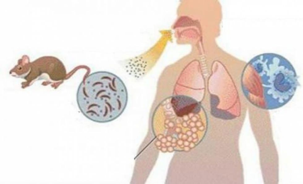 Sedes reporta casos de dengue, hepatitis y un fallecimiento por hantavirus