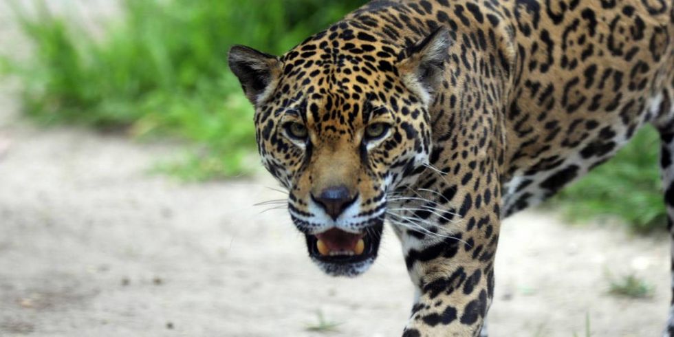 Investigan muerte de un hombre cerca de Viru Viru, presuntamente fue atacado por un jaguar 