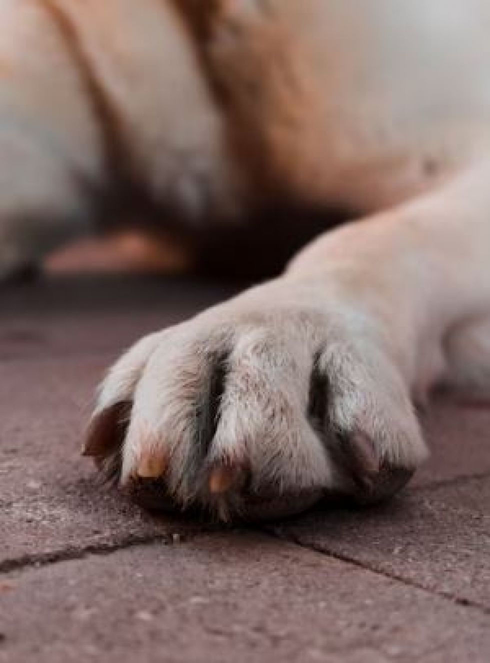 Zoonosis interviene en caso de zoofilia en Tarija