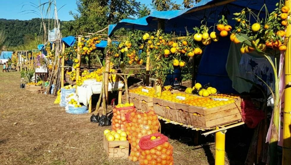 Citrícolas apuestan a las ferias para vender su producción 