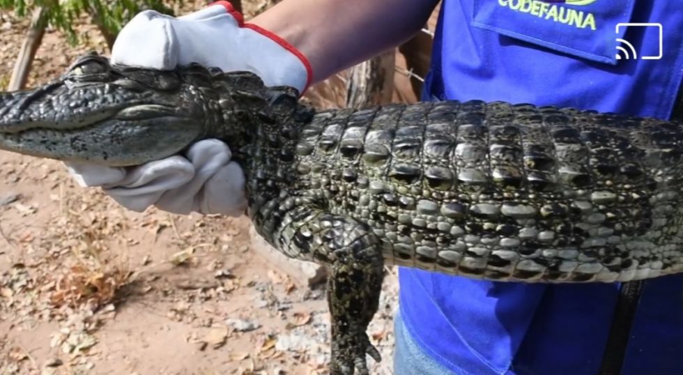 Villa Montes: Hallan Yacaré en un aljibe