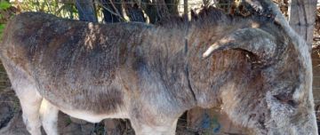 Mueren dos de los siete burros que fueron quemados vivos en Chuquisaca y se investiga biocidio