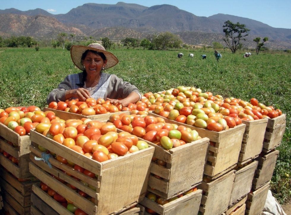 Nuevas cosechas estabilizan los precios de los alimentos 