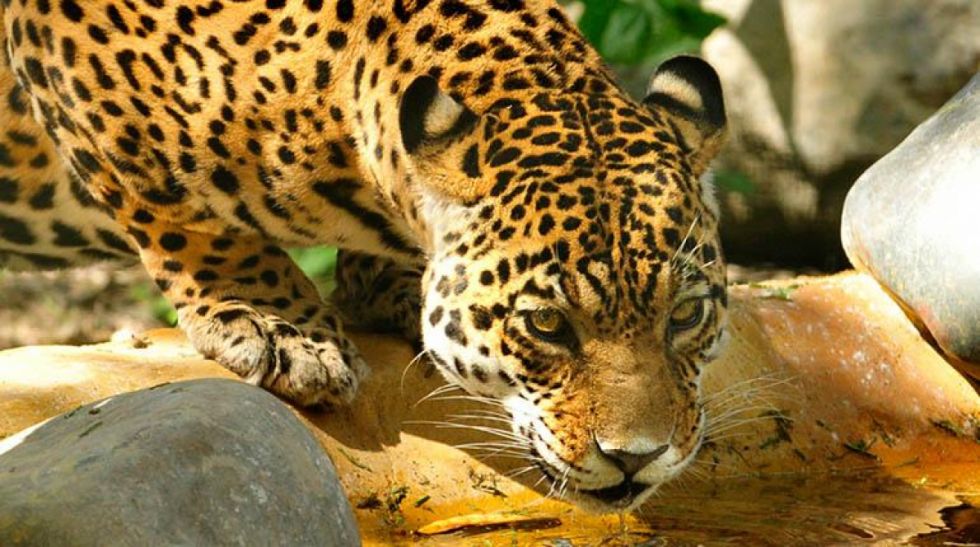 Un hombre vendía partes de un jaguar por redes sociales, fue aprehendido 