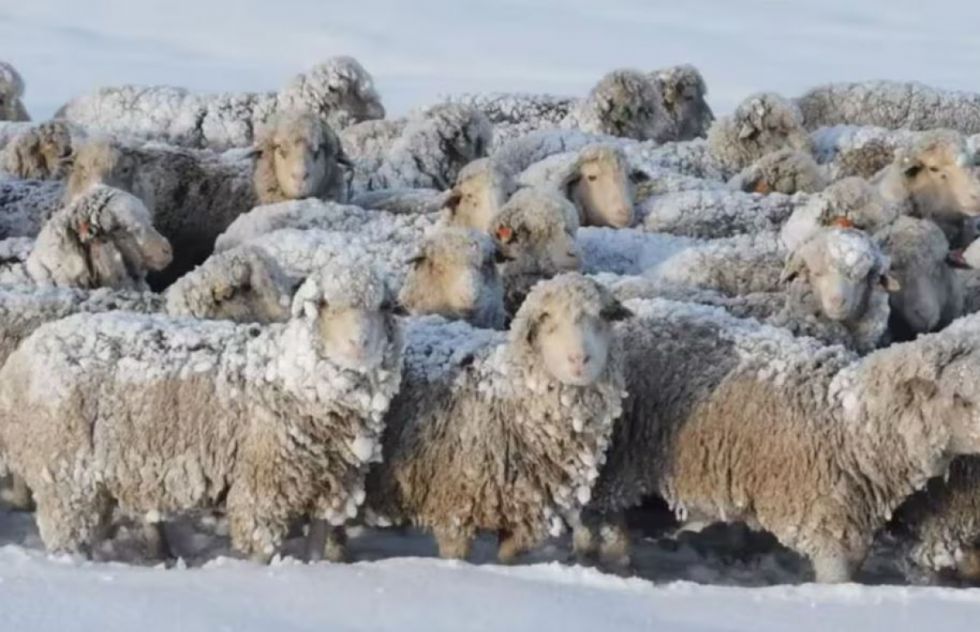 Lagos congelados y animales atrapados por la ola polar en Argentina