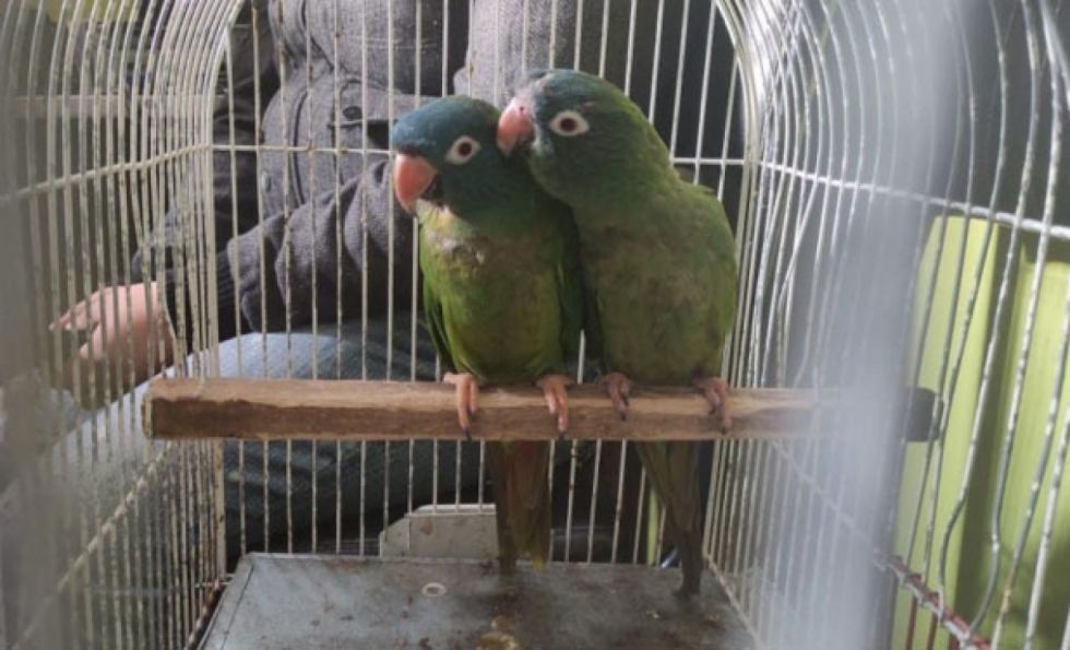 En La Paz se registran 400 casos de biocidio y tráfico de animales, pero solo 50 tienen sentencia