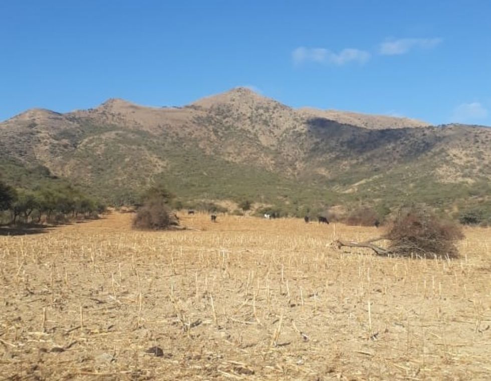 Tarija: La sequía golpea a 5 municipios y afecta la producción agrícola