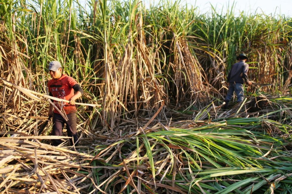Hay 200.000 toneladas de caña en riesgo por falta de zafra