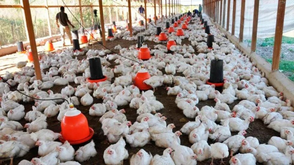 Las heladas y la falta de dólares afectan a los avícolas
