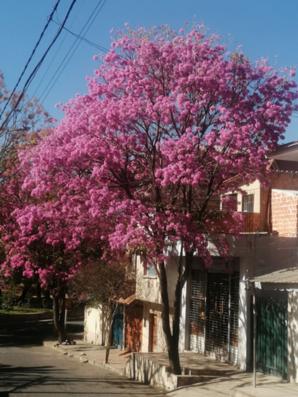 Los lapachos adornan las calles y avenidas de Tarija