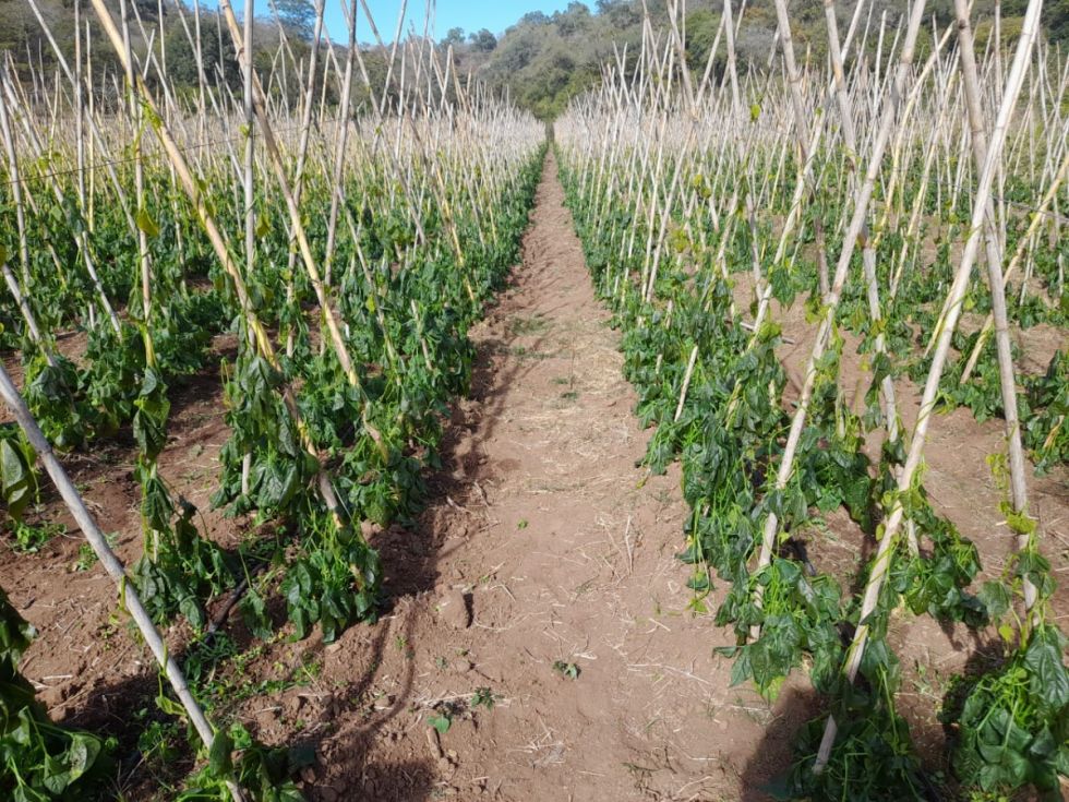 Tarija: Heladas afectaron 131 hectáreas productivas 
