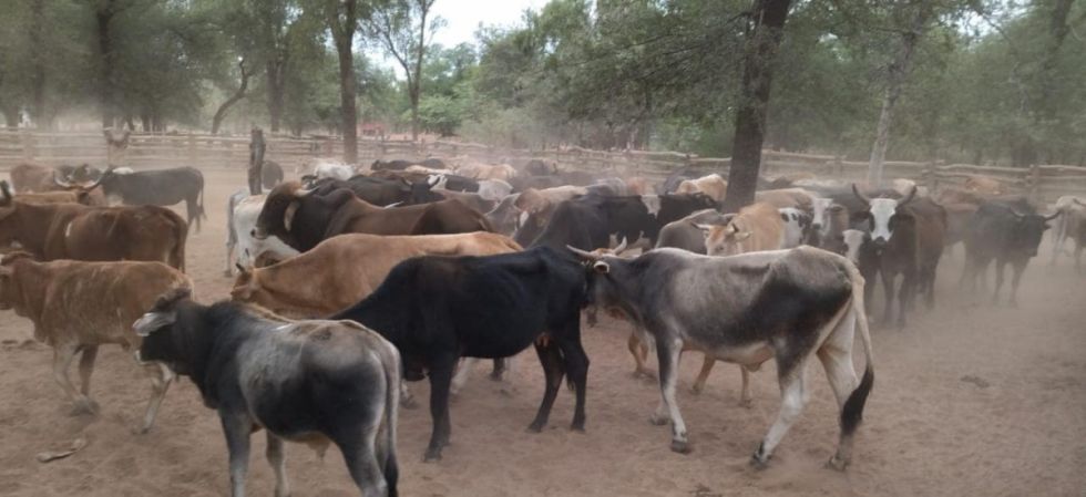 Sedes reporta dos casos de rabia bovina en Tarija