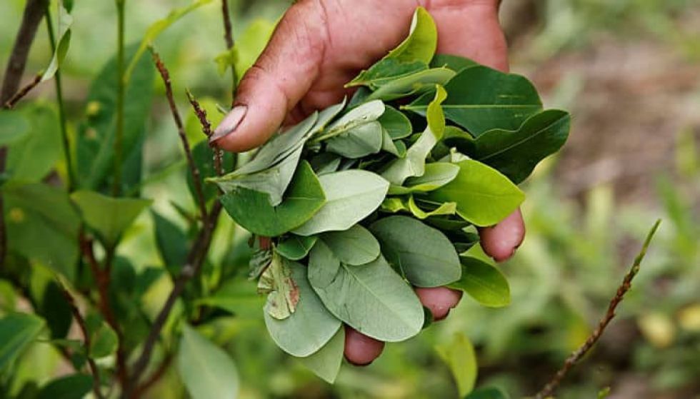 OMS lanza convocatoria para realizar el “Examen Crítico de la Hoja de Coca”