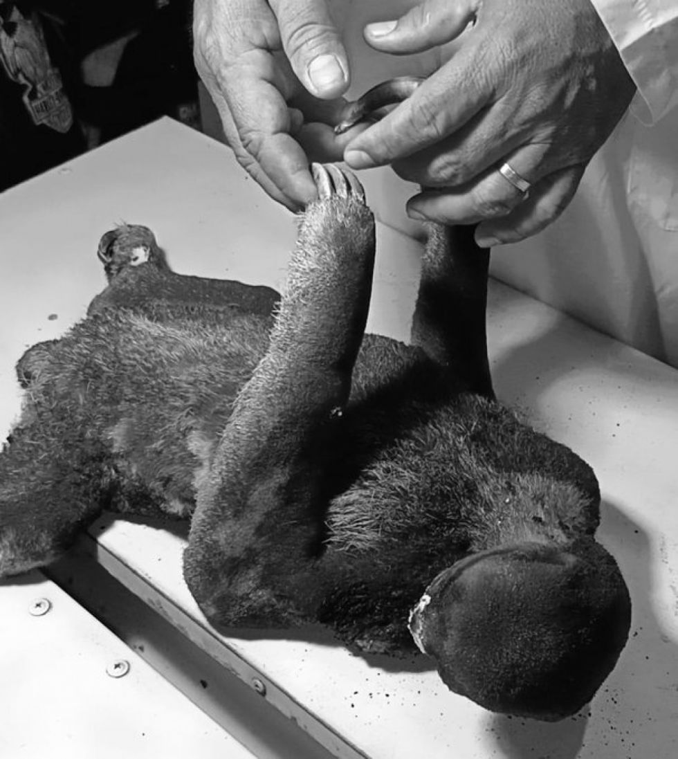 Fallece la osa perezosa que sufrió quemaduras en incendio en Beni