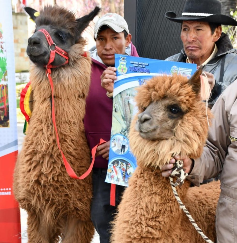 Yunchará alista sus mejores ejemplares para la XIV Feria de los Camélidos 