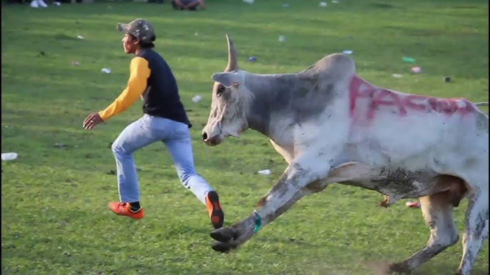 Un hombre muere en una corrida de toros, le insertaron los cuernos en el estómago 
