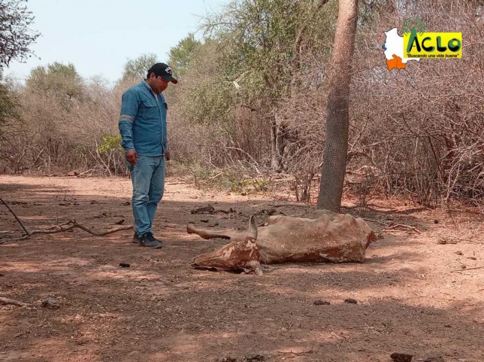 Sequía en Villa Montes pone en riesgo más de 4.000 cabezas de ganado (Fotos)