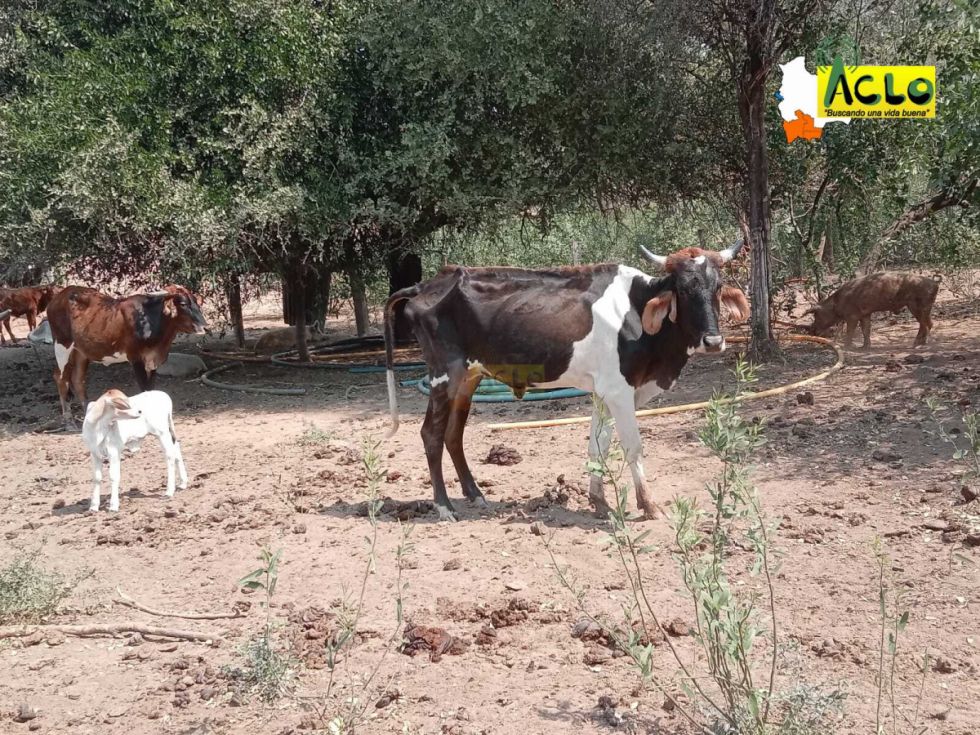 Sequía en el Villa Montes afecta a ganado/Radio Aclo