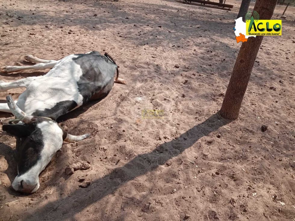 Sequía en el Villa Montes afecta a ganado/Radio Aclo