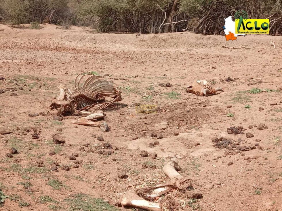 Sequía en el Villa Montes afecta a ganado/Radio Aclo