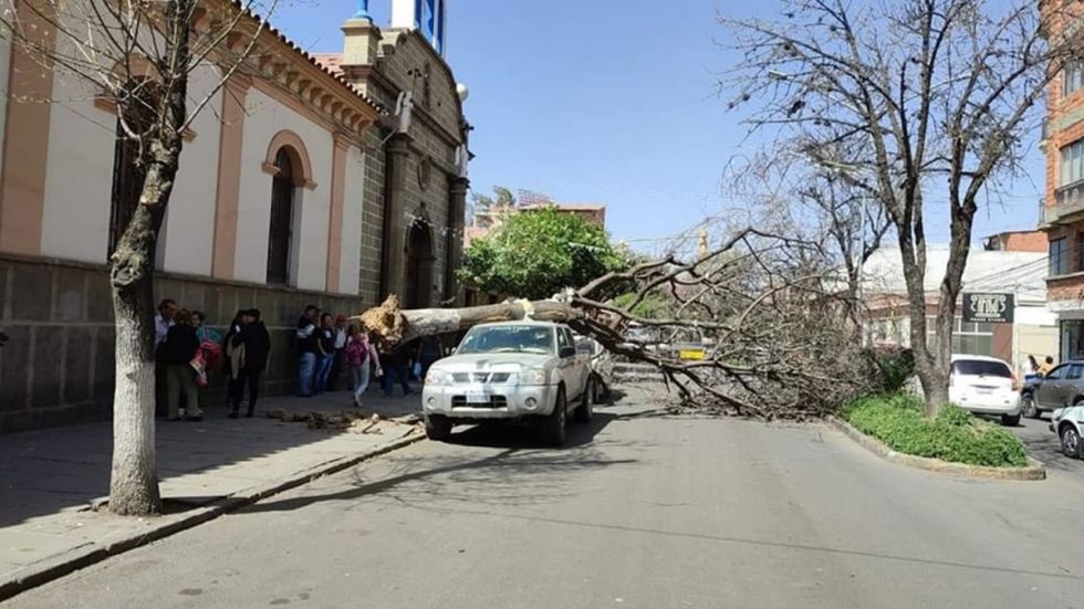 Vientos voltean árboles y causan daños