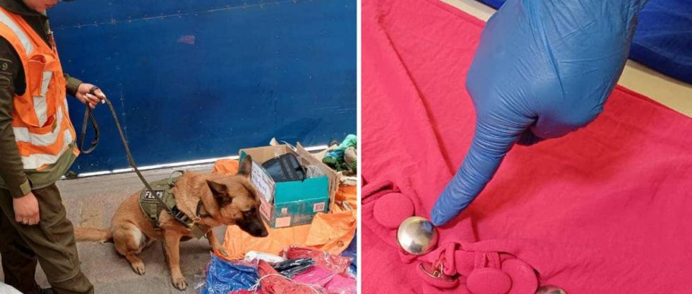 Llevaban cocaína en botones de blusas, pero fueron sorprendidos por un can antidrogas