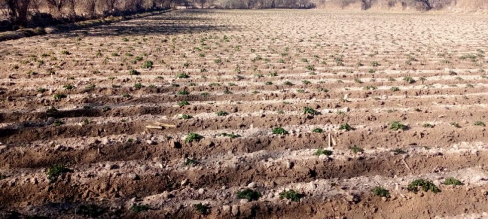 Helada afecta producciones agrícolas en Tolomosa y otras zonas de Tarija