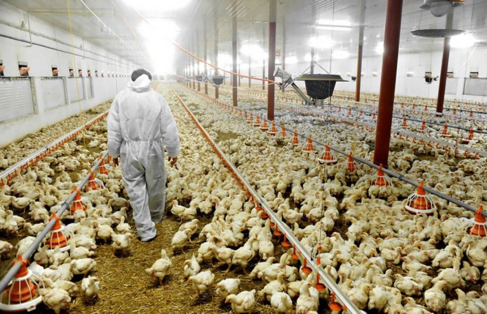 Avícolas: Encarecimiento de insumos frena la producción