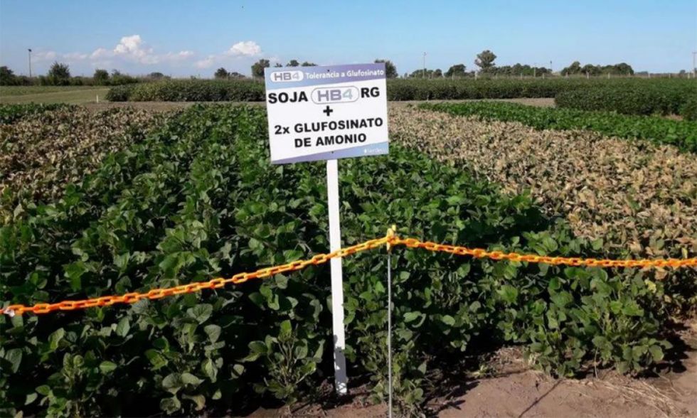 Biotecnología, los agrícolas la piden y los expertos ven riesgos 
