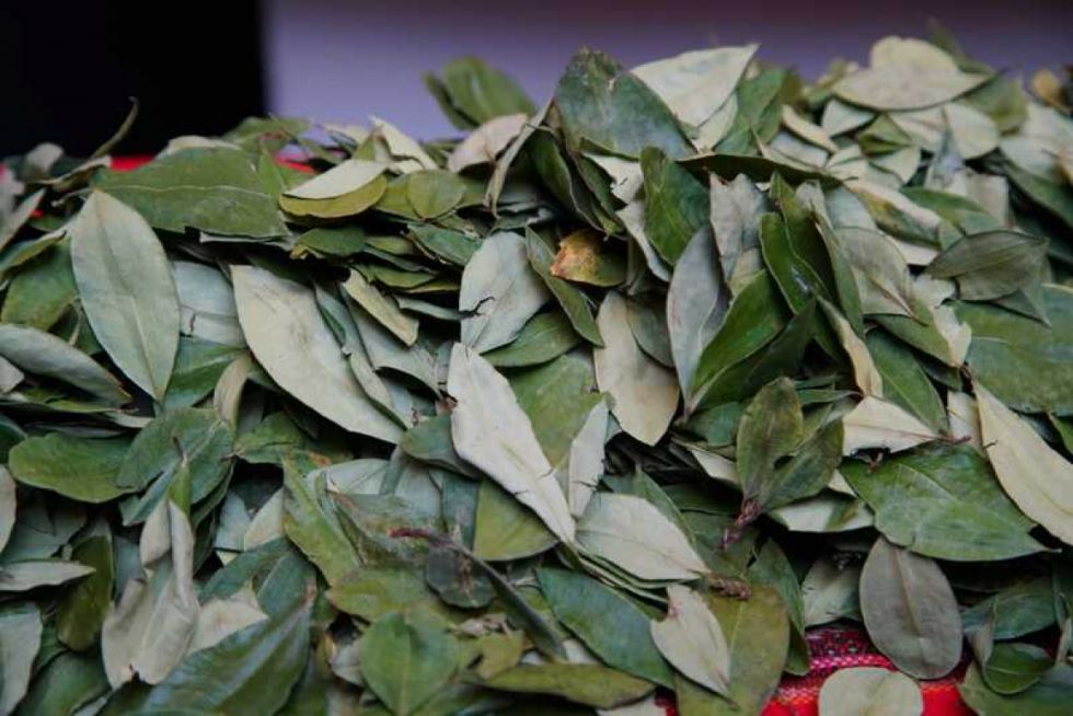 JIFE cambia denominación de la hoja de coca