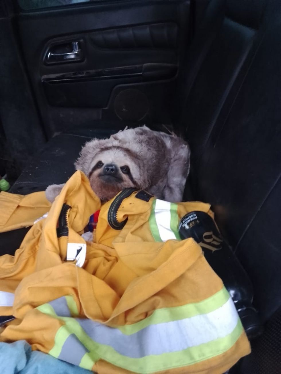 Biólogo calcula que más de 10 millones de animales murieron por los incendios forestales en Bolivia