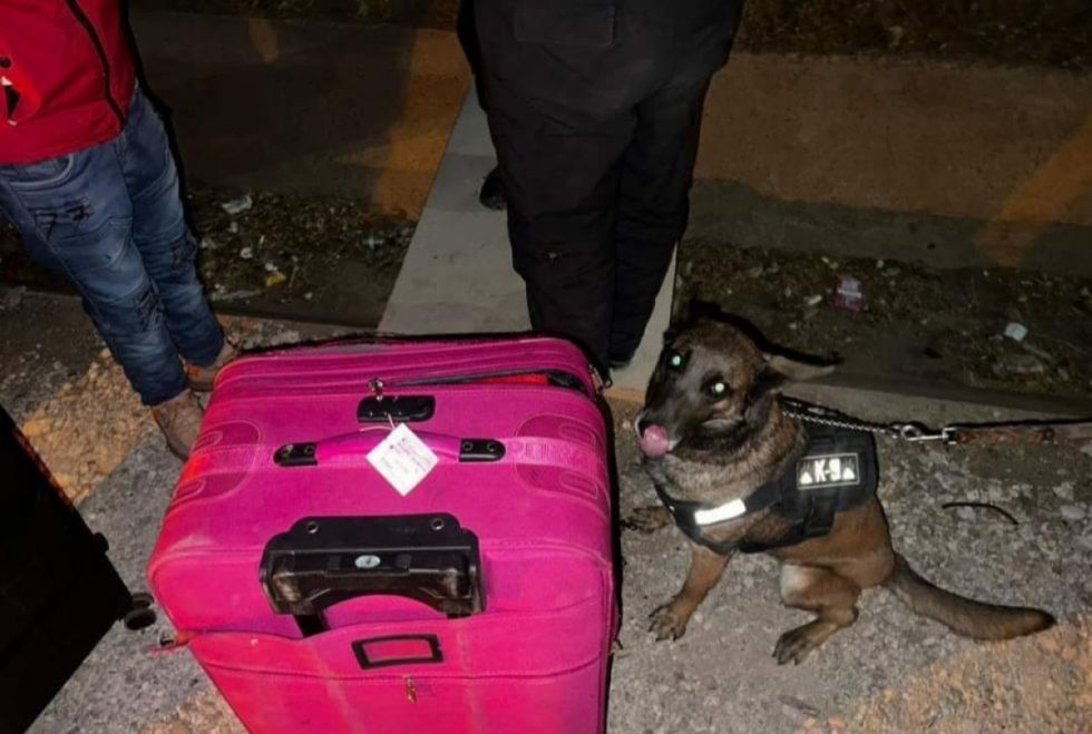 FELCN y 'Dayra' logran incautación clave de marihuana en la ruta Sucre - Tarija 