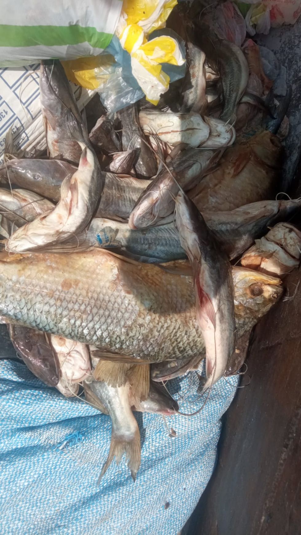 Intendencia de Tarija decomisa 47 pescados en mal estado