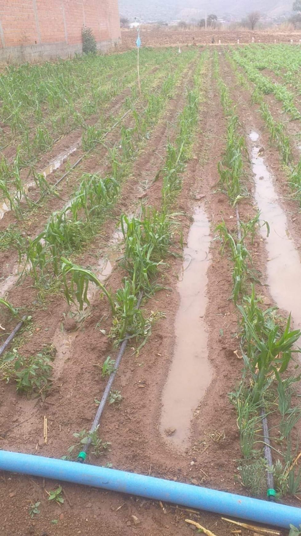 Granizo afecta cultivos en Tarija 