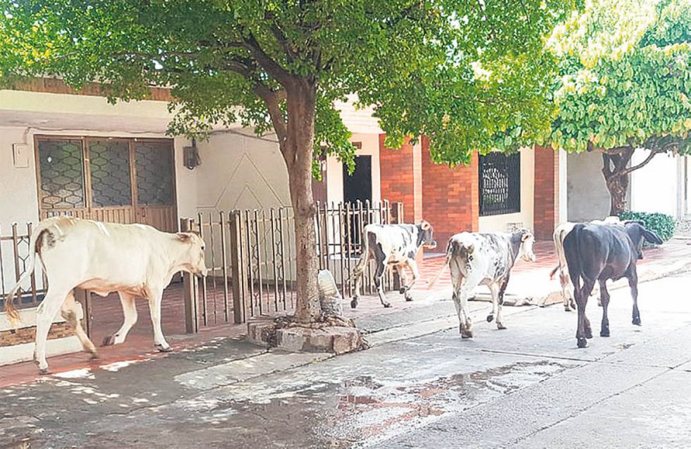 El ganado hallado en la calle será retenido en el Matadero Municipal 