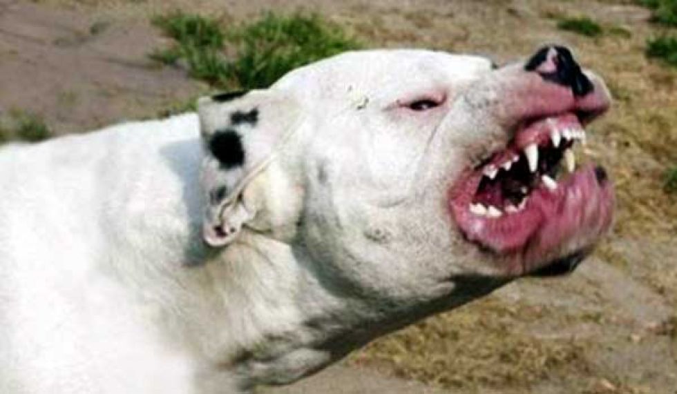 Persona atacada por un dogo argentino pide Bs 30 mil de resarcimiento 