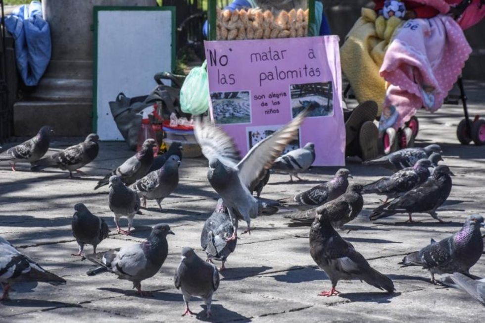 Tarija: Alistan una campaña para esterilizar a las palomas