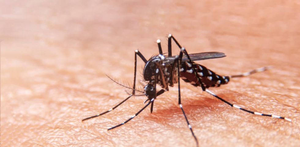 Aumentan los casos de dengue en las Américas en 2024